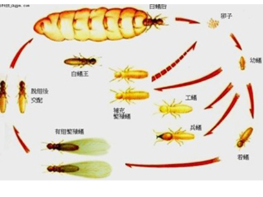 云东海白蚁中心专家分析散白蚁和家白蚁有什么区别