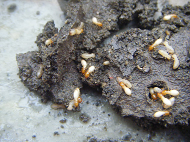 西南验收白蚁备案公司防治白蚁之后应该怎样预防