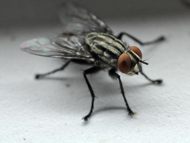 云东海害虫防控中心如何有效驱除蚊虫和苍蝇