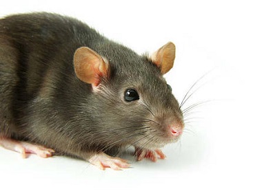 南海除虫灭鼠公司预防老鼠危害进入车内的方法
