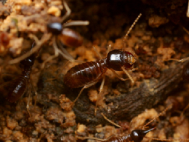 荷城有害生物灭治最危险的蚂蚁——红火蚁