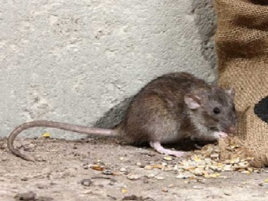 西南专业灭鼠机构怎样最快最有效的灭治老鼠