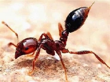 大塘有害生物消杀机构红火蚁最怕什么农药