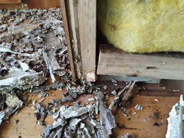 黄岐验收白蚁公司白蚁出现在家里意味着什么