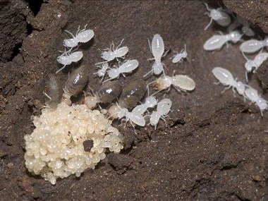南海白蚁预防所居家生活中的白蚁灭杀措施
