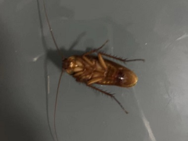 大塘防控病媒生物站三个实用蟑螂防治方法