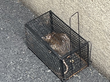 里水除虫灭鼠中心卧室和书房怎样布置捕鼠笼