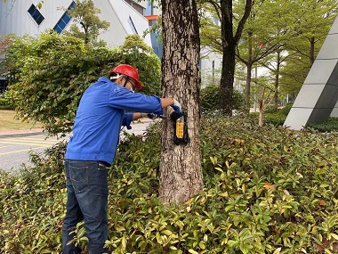 南海白蚁验收公司城市园林中白蚁怎么防治