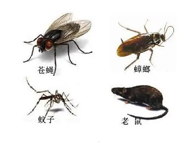 里水控制虫害公司定期进行四害消杀有哪些好处？